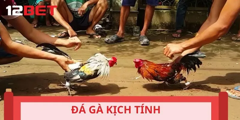 Sảnh đá gà rực cháy, khốc liệt từng nhịp đấu